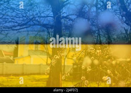 Federzweig. Schöne Zweige weißer Kirschblüten auf dem Baum auf grünem Gras und gelbem Kirchenhintergrund. Aprikosenblüten während der Frühjahrsmeere Stockfoto