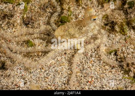 Diese nicht beschriebene Art von langarmigen Kraken, Abdoopus sp., ist in Indonesien bekannt und hat den gemeinsamen Namen White-V-Krake erhalten. Stockfoto