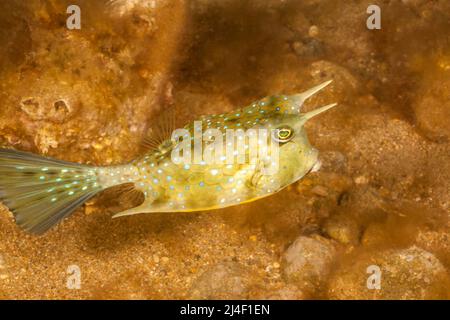 Die Longhorn cowfish, Lactoria cornuta, wird auch die Gehörnten Kofferfisch bekannt. Es ist eine Art aus der Familie der Kofferfisch Ostraciidae, erkennbar durch t Stockfoto