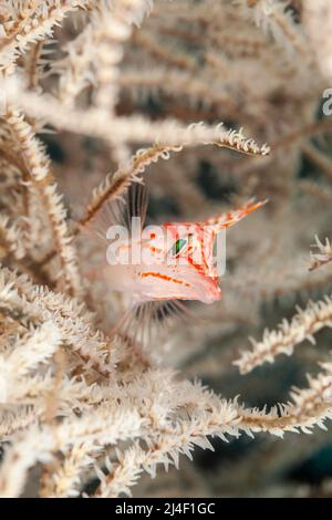 Langnasen-Falkenfisch, Oxycirrhites typus, in einem Baum aus schwarzen Korallen, Tulamben, Bali, Indonesien. Stockfoto