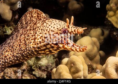 Ein Muränen-Aal, Enchelycore pardalis, vor der Insel Maui, Hawaii. Stockfoto