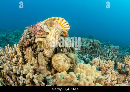 Eine triton-Trompetenschale, Charonia Tritonis, die sich aus ihrer Schale ausdehnt, um einen Polstersternfisch zu konsumieren, Culcita novaeguineae, Hawaii. Es wird zuerst drillen Stockfoto