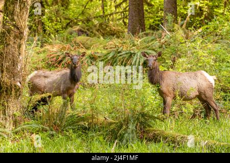 Zwei Roosevelt Elk im Hoh Rainforest, Olympic National Park, Washington Stockfoto