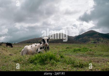 Kalb im Vordergrund grasen auf einem grünen Feld in einem Bauernhof während eines bewölkten Tages mit einer Gruppe von Kühen im Hintergrund Stockfoto