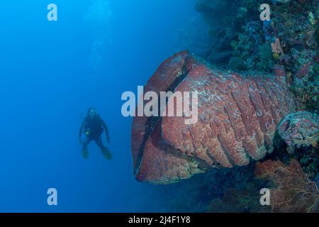 Ein Taucher (MR) und ein großer Barrel-Schwamm, Xestospongia testudinaria, der organisches Material aus der Wassersäule auf einem Korallenriff in Indonesien filtert. Stockfoto