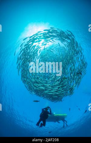 Taucher (MR) und schulische Bigeye Jacks, Caranx sexfasciatus, Bali, Indonesien. Stockfoto