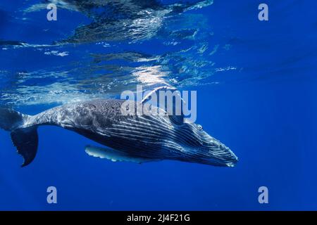 Buckelwal, Megaptera novaeangliae, Unterwasser, Hawaii. Stockfoto