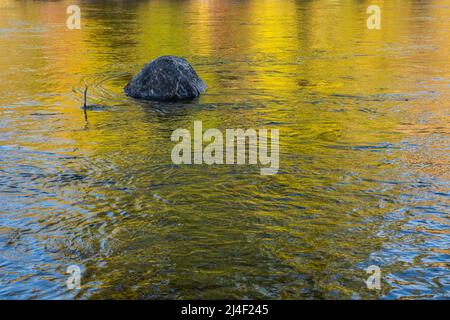 Ein Felsen im Yakima River und Spiegelungen von Herbstbaumfarben, die sich auf dem Wasser spiegeln, Washington, USA. Stockfoto