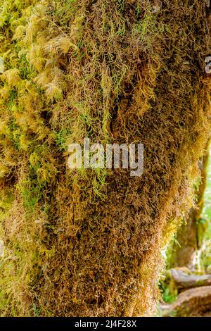 Moosbedeckte Bäume im Hoh Rainforest, Olympic National Park, Washington Stockfoto