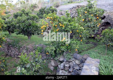 Ein Hain spanischer Zitrusorangen, der auf Bäumen auf einem Bauernhof in der Gegend von Los Realejos auf der Insel Teneriffa, Kanarische Inseln, Spanien wächst. Stockfoto