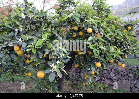 Ein Hain spanischer Zitrusorangen, der auf Bäumen auf einem Bauernhof in der Gegend von Los Realejos auf der Insel Teneriffa, Kanarische Inseln, Spanien wächst. Stockfoto