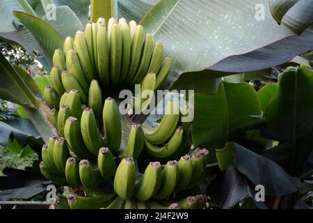 Ein Haufen unreifer kanarischer Bananen, die auf Bäumen auf einer Farm oder Finca in der Gegend von Los Realejos auf der Insel Teneriffa, Kanarische Inseln, Spanien wachsen. Stockfoto