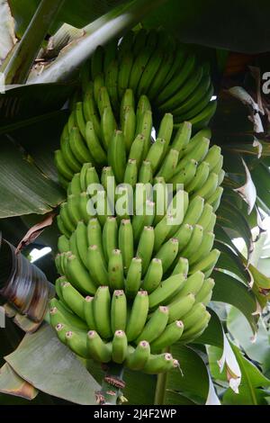 Ein Haufen unreifer kanarischer Bananen, die auf Bäumen auf einer Farm oder Finca in der Gegend von Los Realejos auf der Insel Teneriffa, Kanarische Inseln, Spanien wachsen. Stockfoto