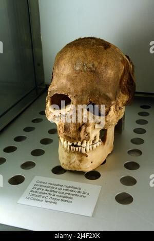 Ein mumifizierter Schädel der Guanchen-Mumien aus der alten Berber-Gemeinde Teneriffa, der in einem Museum in Santa Cruz, Kanarische Inseln, Spanien, ausgestellt ist. Stockfoto