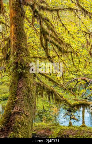 Moosbedeckte Bäume im Hoh Rainforest, Olympic National Park, Washington Stockfoto