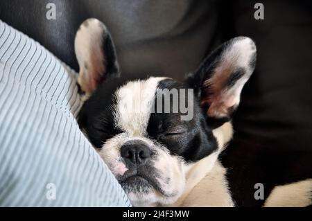 Ein schwarz-weißer Welpenhund schläft mit dem Kopf auf einem Sofakissen Stockfoto