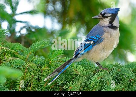 Ein Portrait eines wilden Östlichen Blauhäher-Vogels 'Cyanocitta cristata', der über seinen Flügel zurückblickt. Stockfoto