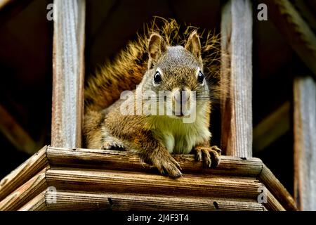 Ein rotes Eichhörnchen ' Tamiasciurus hudsonicus', das aus einer Vogelfütterungsstation spähtend. Stockfoto