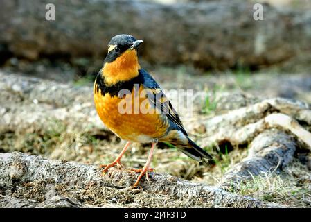 Vorderansicht eines abwechslungsreichen Thrush 'Ixoreus naevius', der auf einer Baumwurzel im ländlichen Alberta in Kanada thront Stockfoto