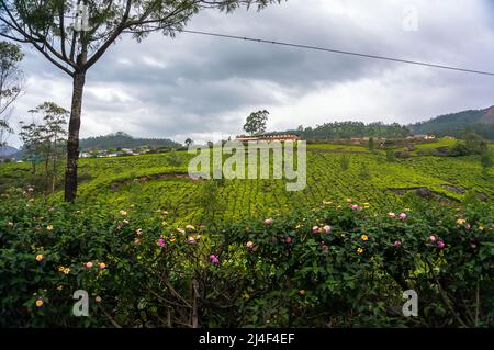 Sonnenaufgang über Teeplantagen in Munnar, Kerala, Indien Stockfoto