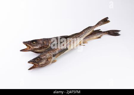 2 getrocknete Pollack auf weißem Hintergrund Stockfoto