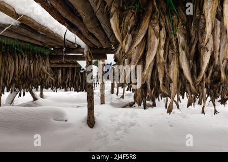 Koreanischer Winter getrockneter Pollack. Die weiße schneebedeckte Landschaft von Hwangtae-deokjang. Stockfoto