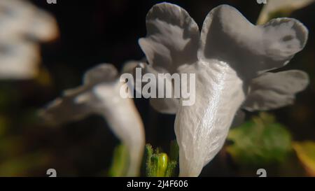 Weiße Form exotische Blume. Sein gemeinsamer Name ist zwei Kopf Koneblümchen strobilanthes capitata Stockfoto