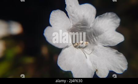 Weiße Form exotische Blume. Sein gemeinsamer Name ist zwei Kopf Koneblümchen strobilanthes capitata Stockfoto