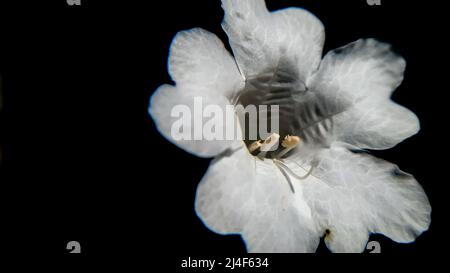 Weiße Form exotische Blume. Sein gemeinsamer Name ist zwei Kopf Koneblümchen strobilanthes capitata Stockfoto