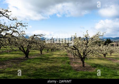 Es handelt sich um blühende Obstbäume im Hood River Valley mit Mt Hood im Hintergrund. Es wurde im Frühjahr aufgenommen. Stockfoto