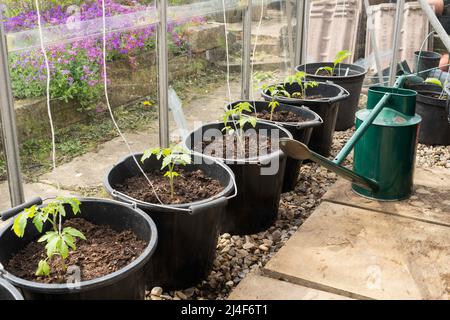 Junge Tomatenpflanzen, Variety Gardener's Delight, in großen Töpfen oder Eimern in einem Gewächshaus gepflanzt, England, Großbritannien Stockfoto