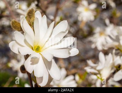Magnolia blüht im Frühling in Kanada im Garten. Straßenfoto, Niemand, selektiver Fokus Stockfoto