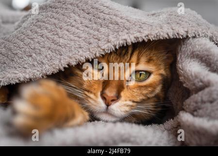 Eine schlappige Bengalkatze, eingewickelt in eine graue Decke. Stockfoto