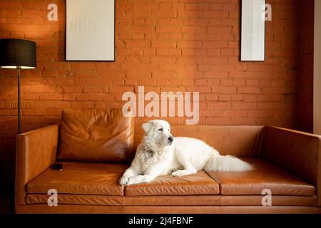 Niedlicher weißer entzückender Hund auf der Couch im modernen Apartment Stockfoto