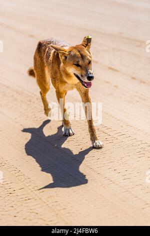 Ein männlicher Dingo, Canis lupus dingo, am Seventy Five Mile Beach, Fraser Island, Queensland, Australien Stockfoto