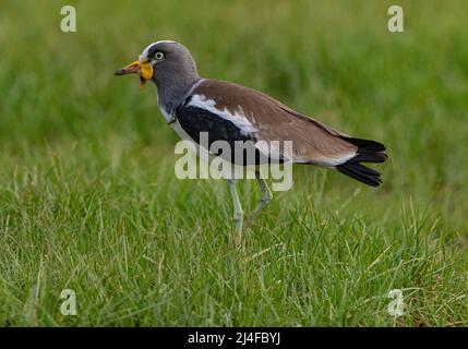 Weißer Kiebitz (Vanellus albiceps) Stockfoto