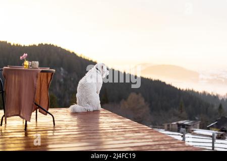 Hund auf der Terrasse des winzigen Hauses in den Bergen Stockfoto