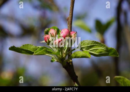 Nahaufnahme von weißen roten Blütenknospen eines Apfelbaums. April, Frühling, Holländischer Garten, Niederlande. Stockfoto