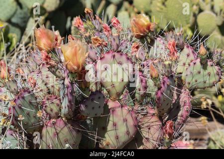 Im Frühjahr blühende Kaktusbirne mit leuchtend gelben Blüten. Stockfoto