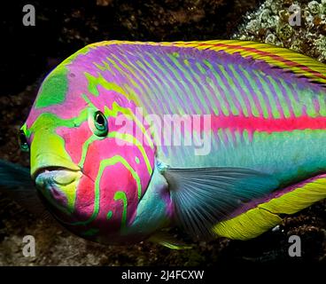 A Klunzinger's Wrasse (Thalassoma klunzingeri) im Roten Meer, Ägypten Stockfoto