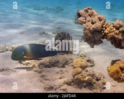 Ein Broomtail Wrasse (Cheilinus lunulatus) im Roten Meer, Ägypten Stockfoto