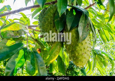 Ein mit hellem Sonnenlicht beleuchteter Sauerampfbaum hat zwei reife Früchte, die an einem Ast zwischen grünen Blättern der Pflanze hängen. Stockfoto