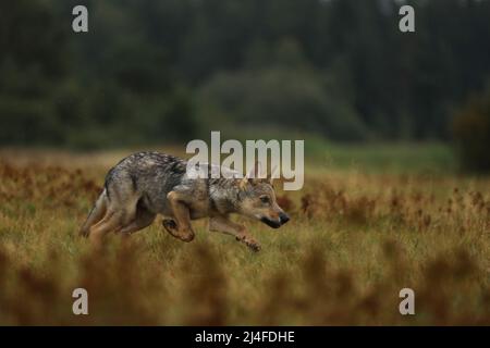 Wolf Junge läuft im Blütengras Wolf aus Finnland. Grauer Wolf, Canis lupus, auf der Sommerwiese. Wolf im Naturlebensraum. Stockfoto