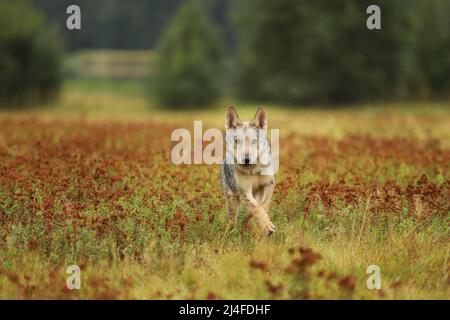 Wolf Junge läuft im Blütengras Wolf aus Finnland. Grauer Wolf, Canis lupus, auf der Sommerwiese. Wolf im Naturlebensraum. Stockfoto