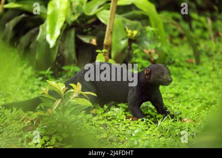 Die Tayra (Eira barbara) ist ein allesfressendes Tier aus der Wiesel-Familie, das in Amerika beheimatet ist. Costa Rica Natur. Niedliche Gefahr Säugetier in Lebensraum. Stockfoto