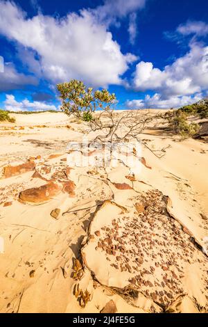 Eine ungewöhnliche Landschaft erwartet die Besucher des Wungul Sandblow auf Fraser Island. Queensland, Australien Stockfoto