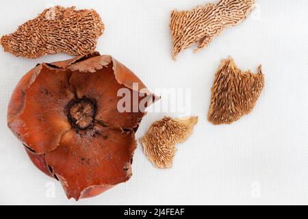 Flache Verlegung von getrockneten Baumpilzen oder Waldpilzen und anderen organischen Zierhölzern und Samen auf weißer Oberfläche mit Kopierraum Stockfoto