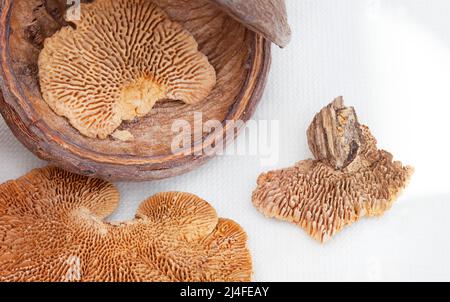 Flache Verlegung von getrockneten Baumpilzen oder Waldpilzen und anderen organischen Zierhölzern und Samen auf einer hessischen, natürlichen Stoffoberfläche mit Kopierfläche Stockfoto