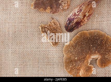 Flache Verlegung von getrockneten Baumpilzen oder Waldpilzen und anderen organischen Zierhölzern und Samen auf einer hessischen, natürlichen Stoffoberfläche mit Kopierfläche Stockfoto