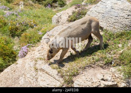 Die Tiere leben frei auf der Insel Korsika. Wildschwein auf der Hochebene von Cosione oberhalb von Quenza, Insel Korsika, Corse du Sud, Frankreich Stockfoto